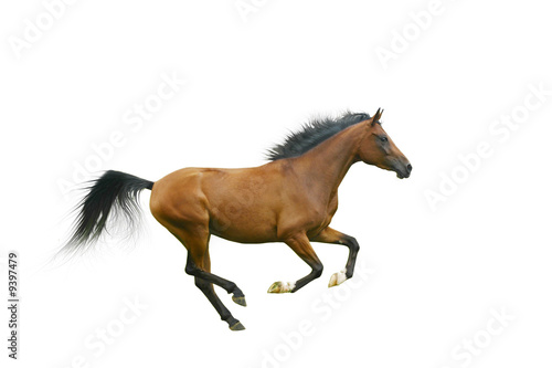 horse galloping isolated