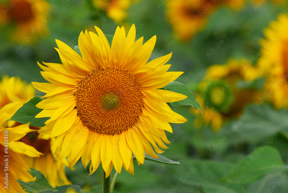 Bright yellow sunflower close up on a background field Bright yellow sunflower close up on a background field