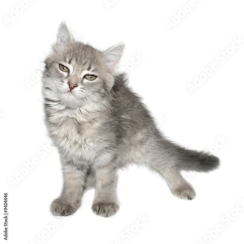 Small kitten on a white background.