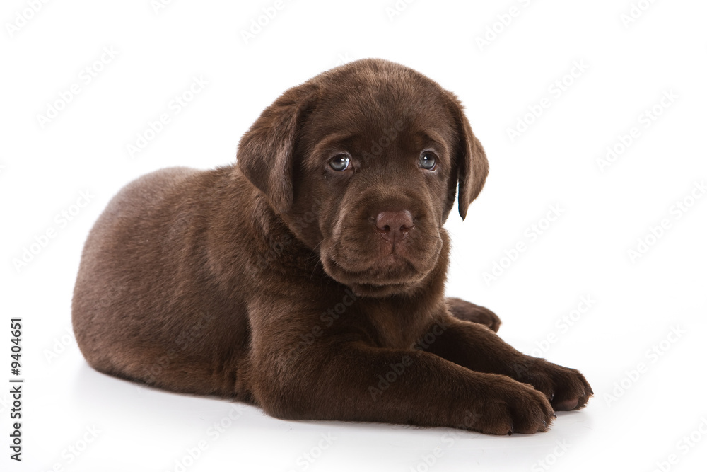 Labrador Retriever puppy on white Labrador Retriever puppy on white