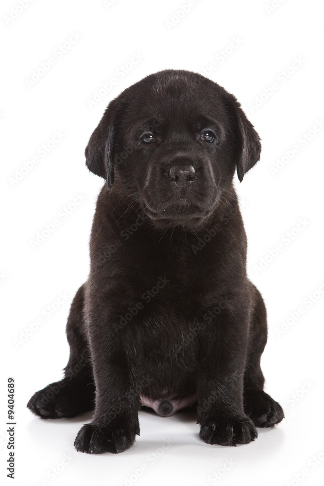 Labrador Retriever puppy on white Labrador Retriever puppy on white