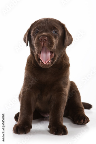 Labrador Retriever puppy on white