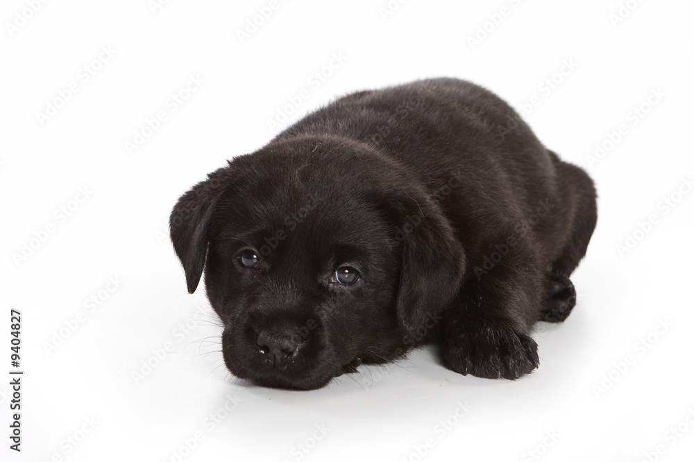 Labrador Retriever puppy on white Labrador Retriever puppy on white