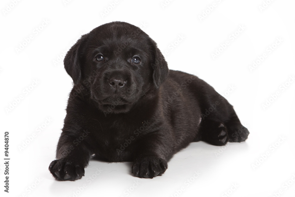 Labrador Retriever puppy on white