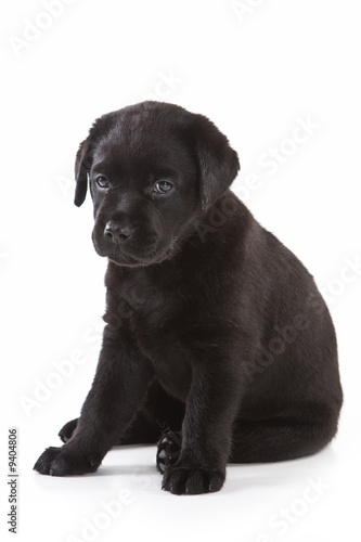 Labrador Retriever puppy on white