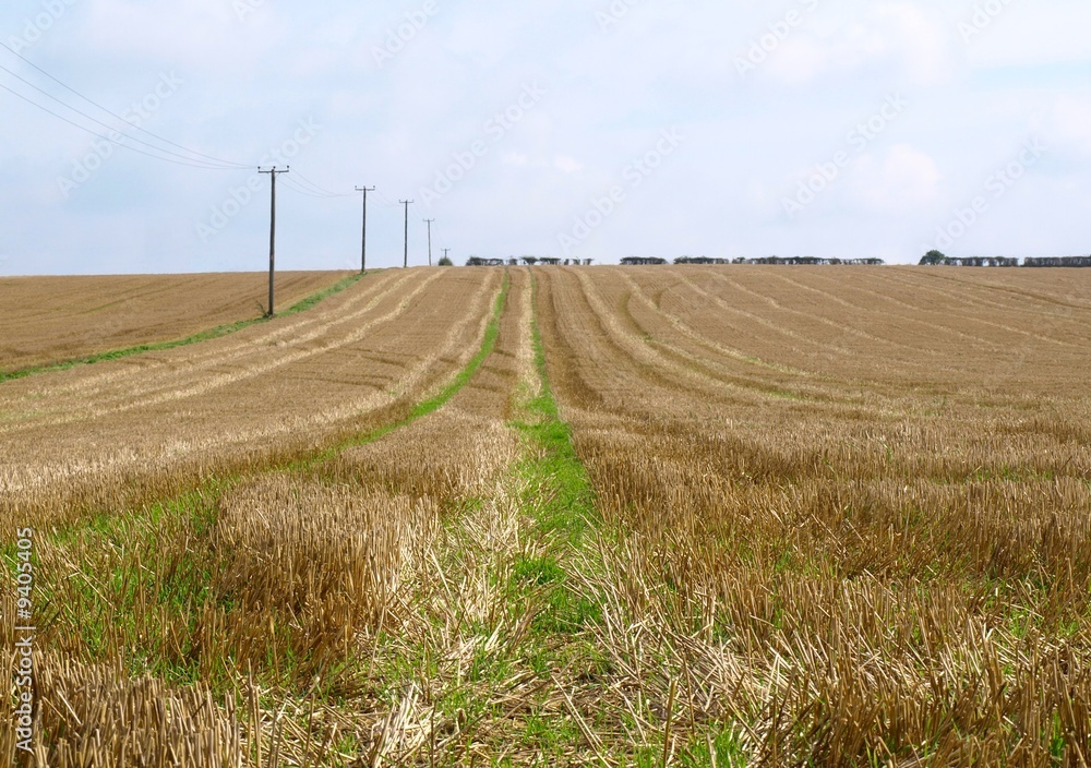 Corn field with stubble after harvesting.