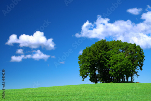 vivid green grass field and a bunch of trees