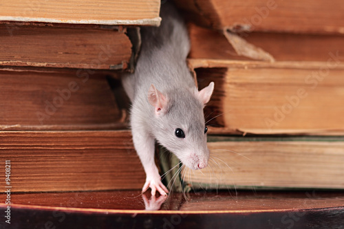 rat in library,focus on a head