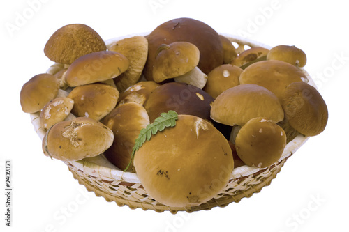 Fényképezés It is a lot of ceps on a white background