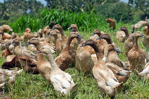 Troupeau de canards dans les rizières à Bali