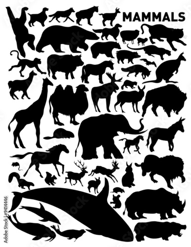 mammals