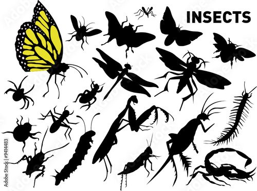 insects
