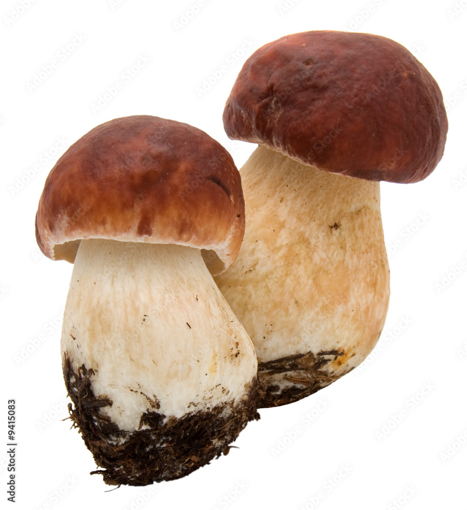 Two eatable mushrooms isolated on white Two eatable mushrooms isolated on white