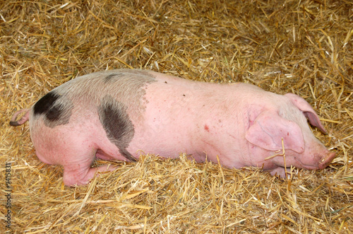 Sleeping pink pig on hay