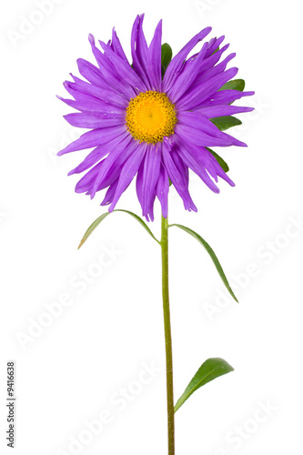 fresh purple aster  isolated on white