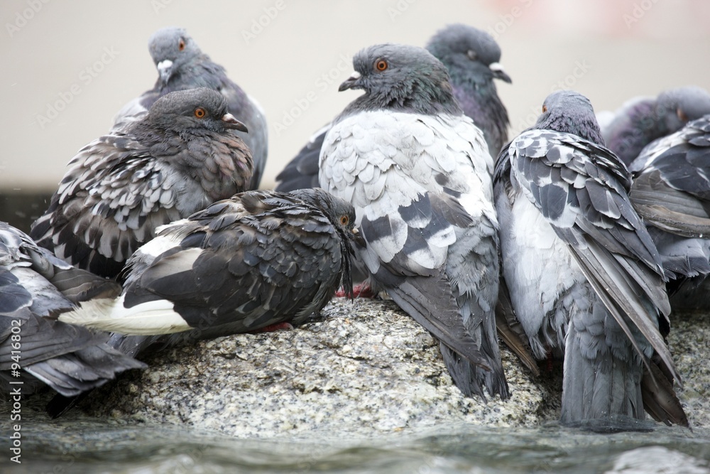 Fototapeta premium Pigeons