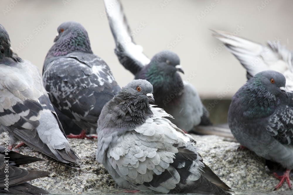 Fototapeta premium Pigeons