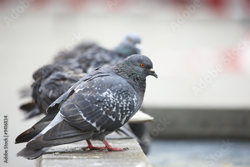 Pigeons © satori