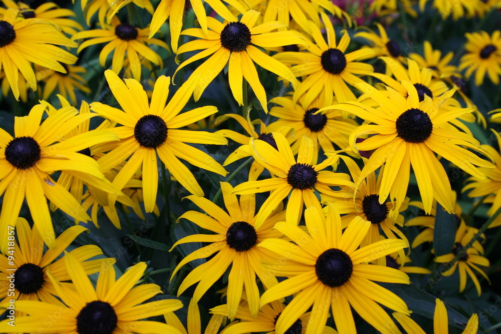 Black-eyed Susans Black-eyed Susans