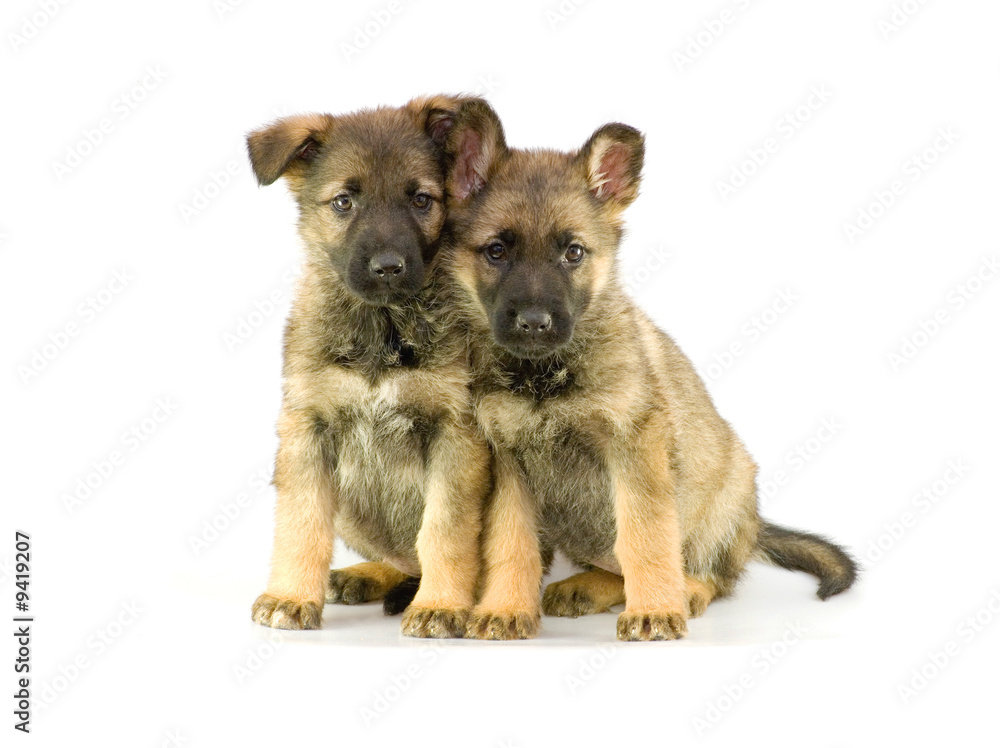 two germany sheep-dog`s puppies isolated on white background.