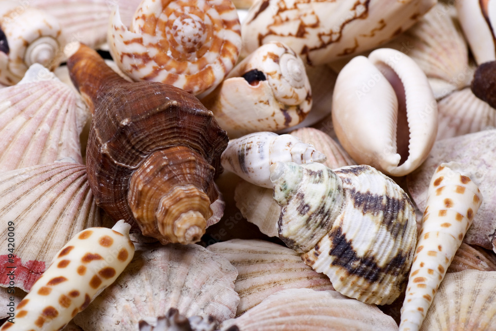 Different kinds of shellfish shells close up