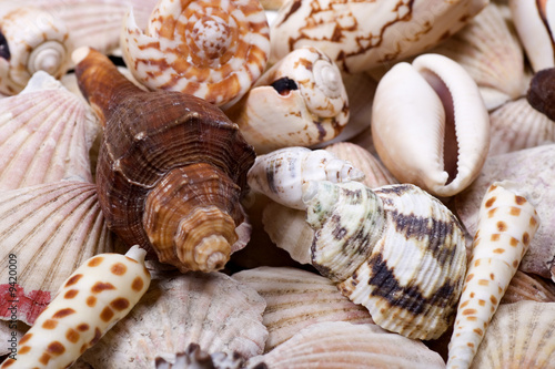 Different kinds of shellfish shells close up