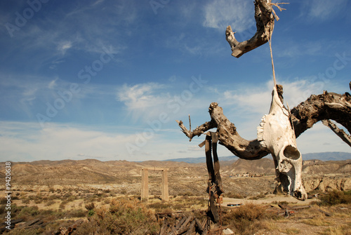 Skull in the Spanish desert photo