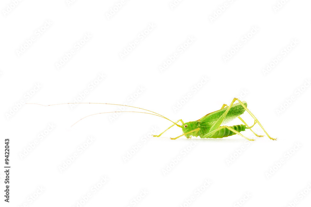 tiny grasshopper with long antennae isolated on white background tiny grasshopper with long antennae isolated on white background