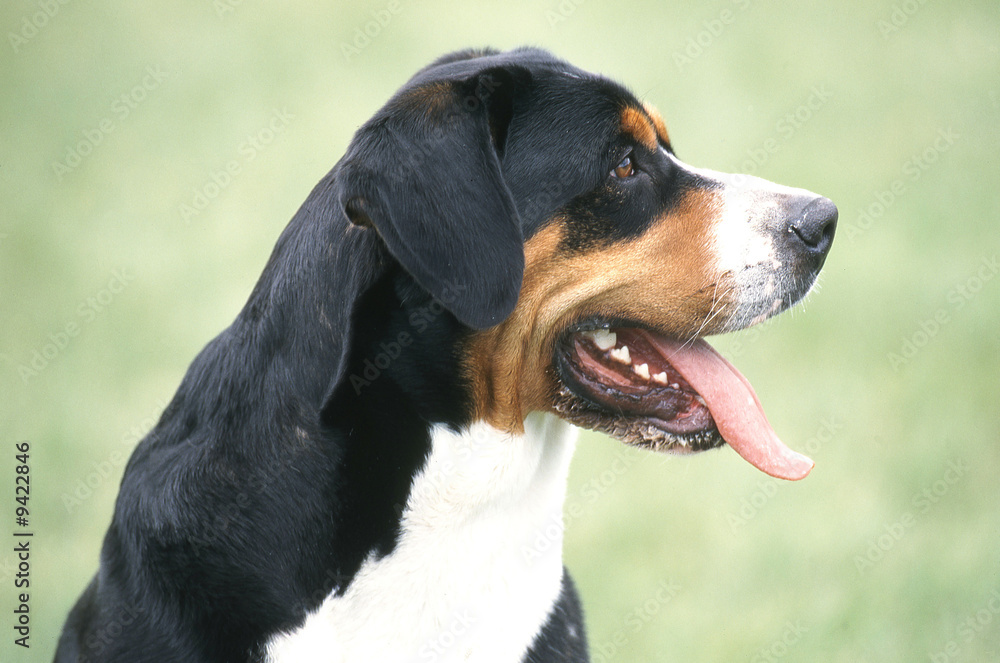 tete du grand bouvier suisse