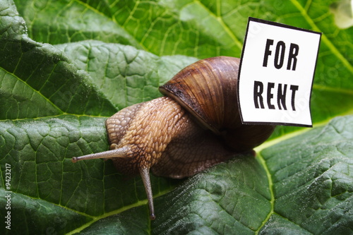 snail - for rent