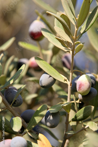 Olive crop
