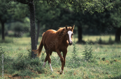 cheval en liberté