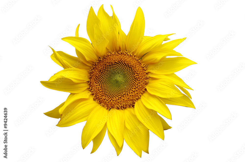 Fototapeta premium Fleur de tournesol