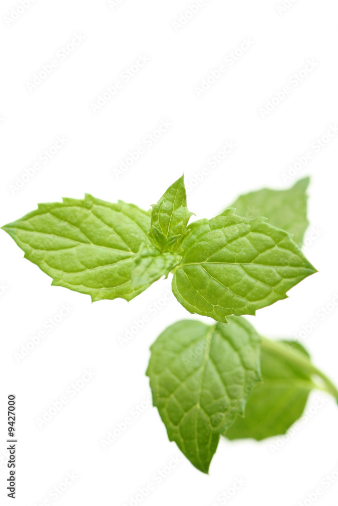 Fototapeta premium close-ups of fresh mint - herb isolated on white