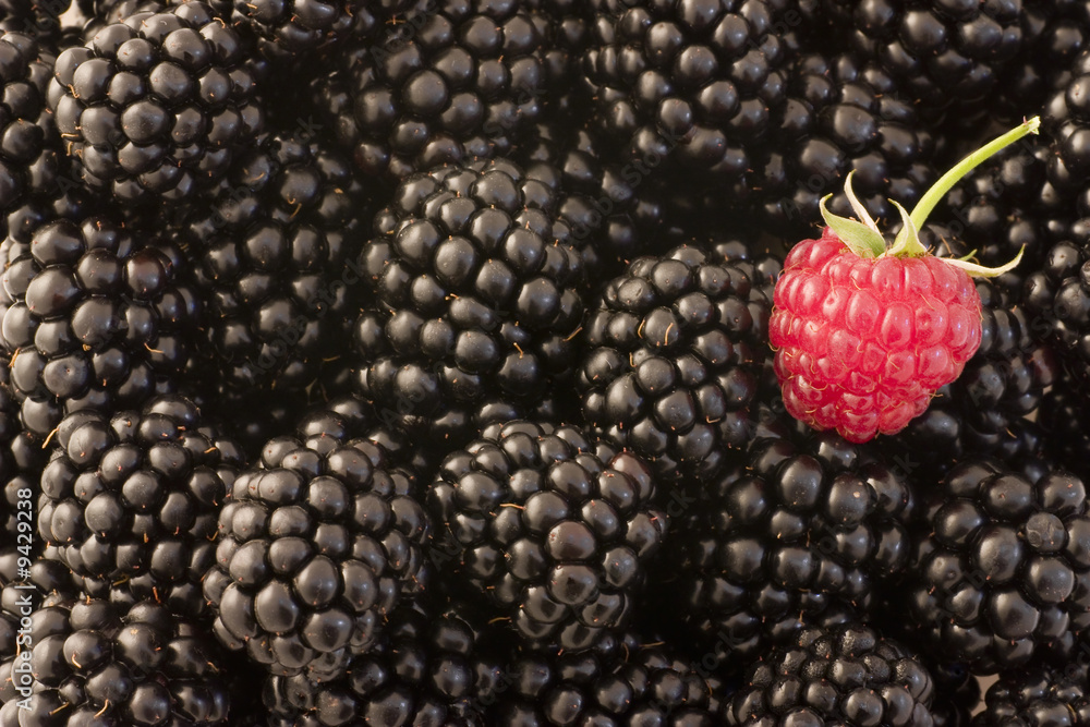A single raspberry stands out among blackberries A single raspberry stands out among blackberries