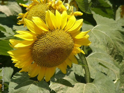 girasoli12