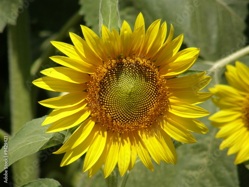 girasoli13