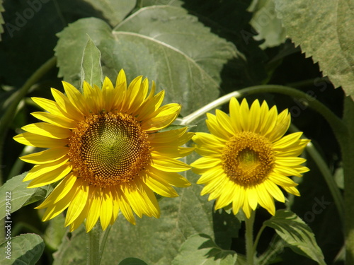 girasoli14