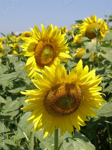 girasoli18