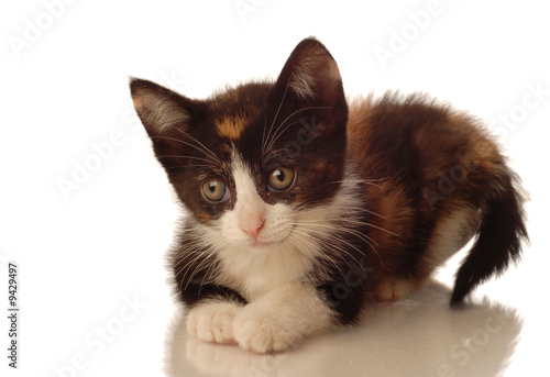 calico kitten lying down on white background