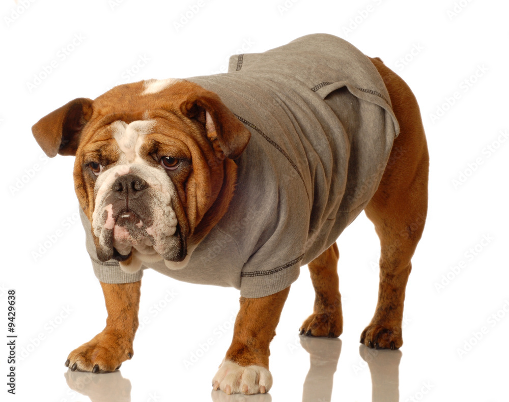 english bulldog wearing workout gear ready to start training..