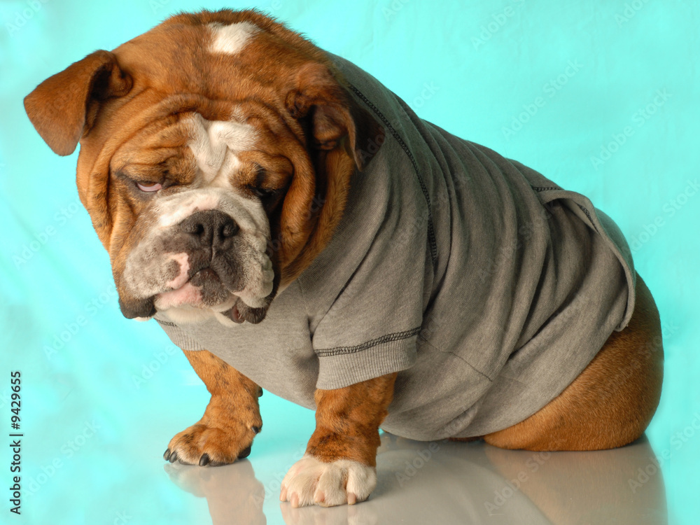 english bulldog wearing workout gear ready to start training.. english bulldog wearing workout gear ready to start training..