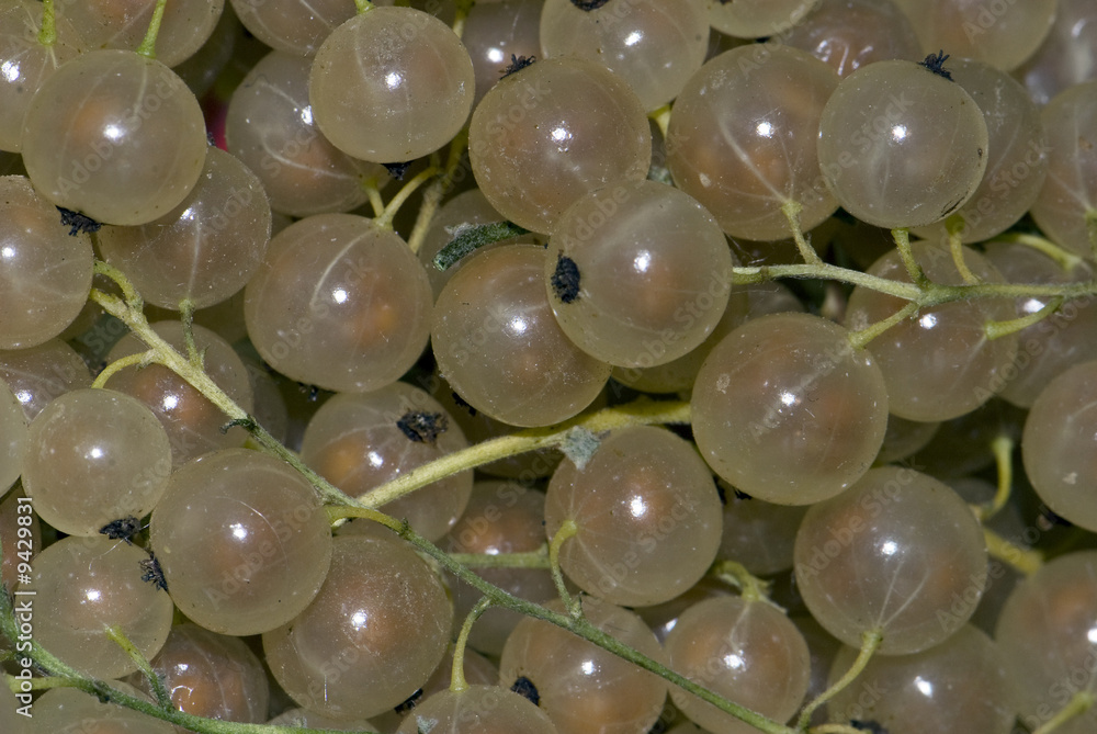 Currants Currants