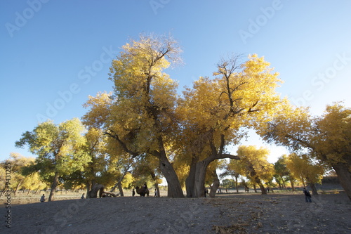 tree