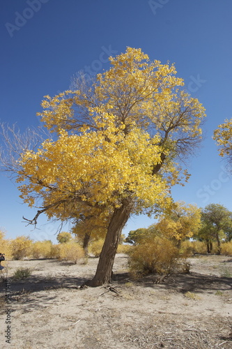 tree