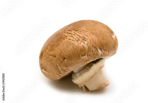 single brown champignon on white background