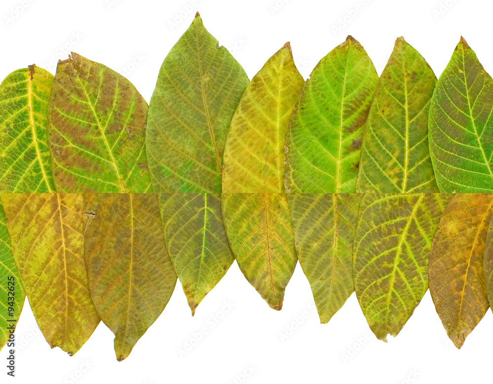 Fototapeta premium color leaves background
