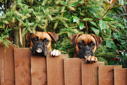 Cuadro en lienzo Two Boxer Dogs Protect Their Property Together