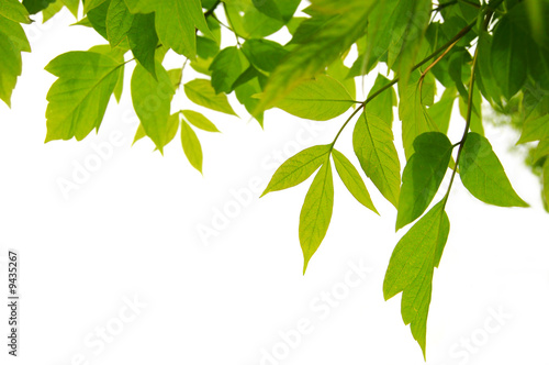frame of green leaves isolated on white