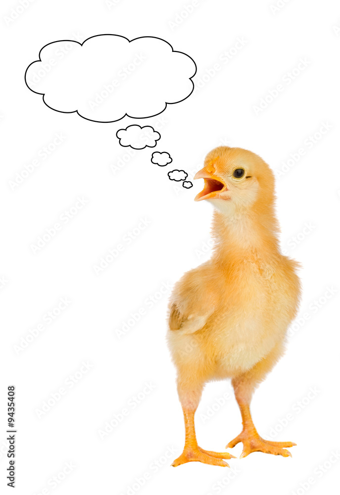 Fototapeta premium Speaking a chicken yellow on a white background
